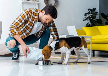 Animal & Pet Services, Online retails and Services